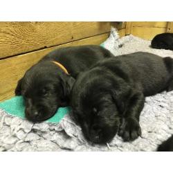3 x Labrador pups for sale