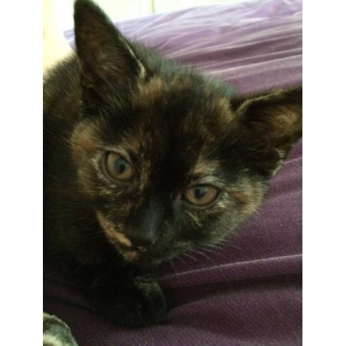 Kitten