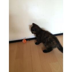 Kitten