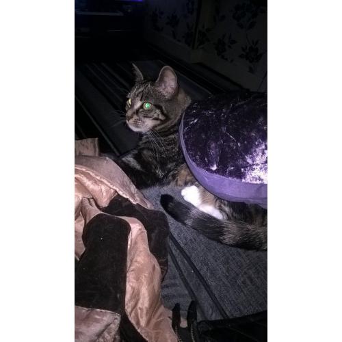 Female cat