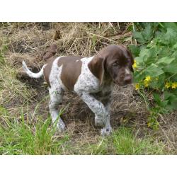 1 boy remaining. Stunning GSP pup KC registered ready now
