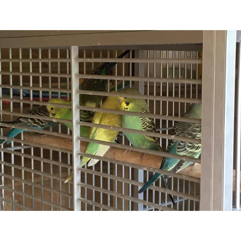 Baby budgies
