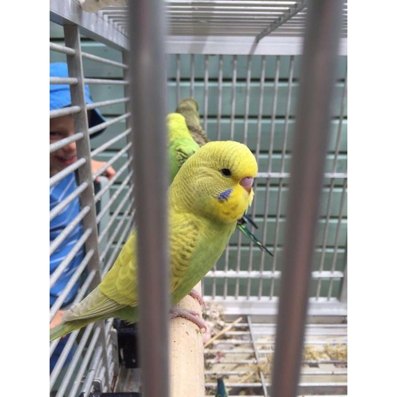 Baby budgies