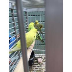 Baby budgies
