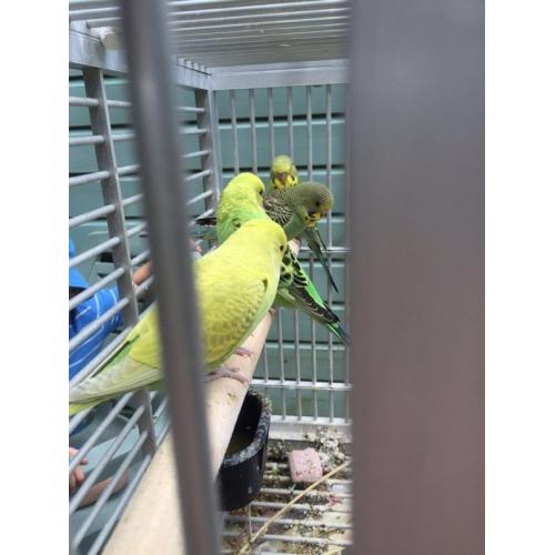 Baby budgies