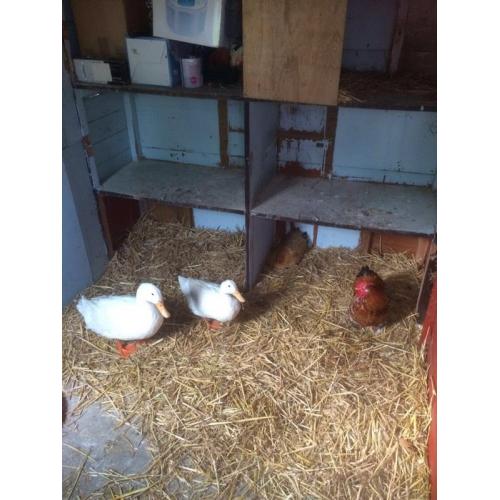 Aylesbury ducks