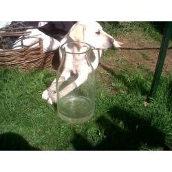 Glass Fish Bowl