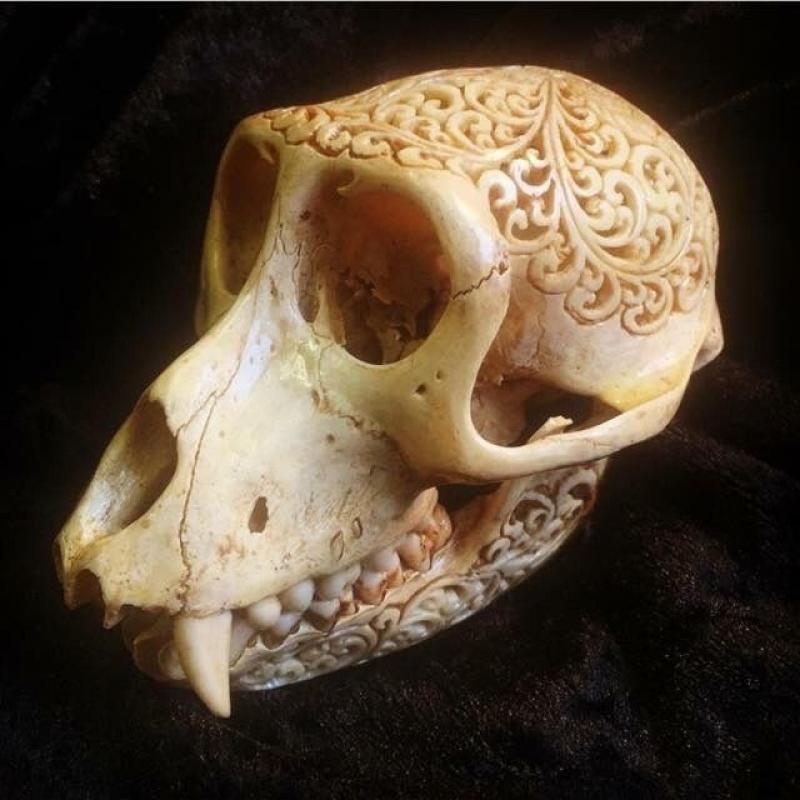 Taxidermy, skulls, oddities, fossil, curios for sale