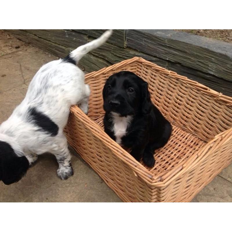 Sprocker spaniels pupies black and white and black