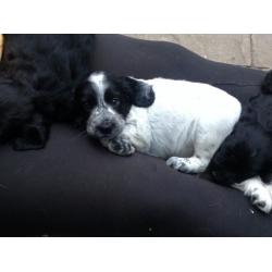 Sprocker spaniels pupies black and white and black