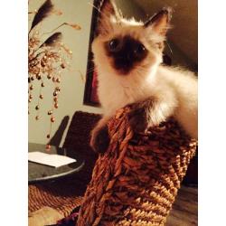 Georgious kitten for sale