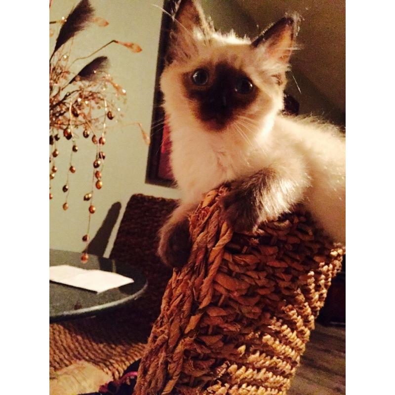 Georgious kitten for sale