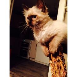 Georgious kitten for sale