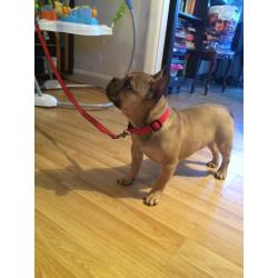 Fawn full breed French bulldog