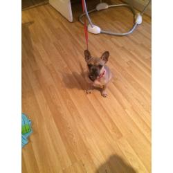 Fawn full breed French bulldog