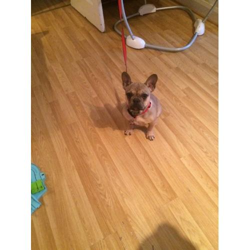 Fawn full breed French bulldog