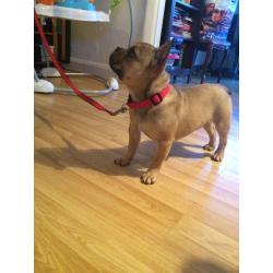 Fawn full breed French bulldog