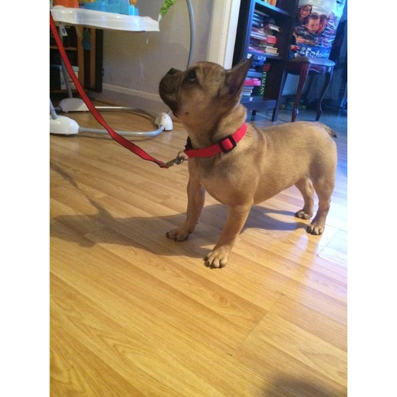 Fawn full breed French bulldog