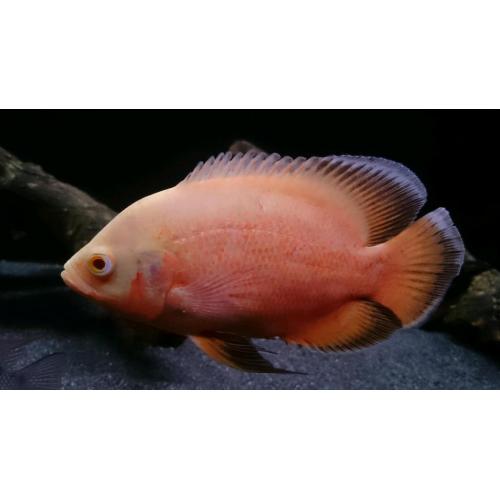 Oscar Cichlids