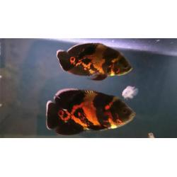 Oscar Cichlids