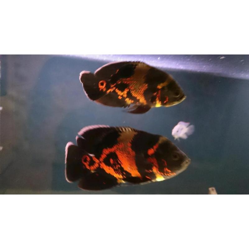 Oscar Cichlids