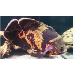 Oscar Cichlids
