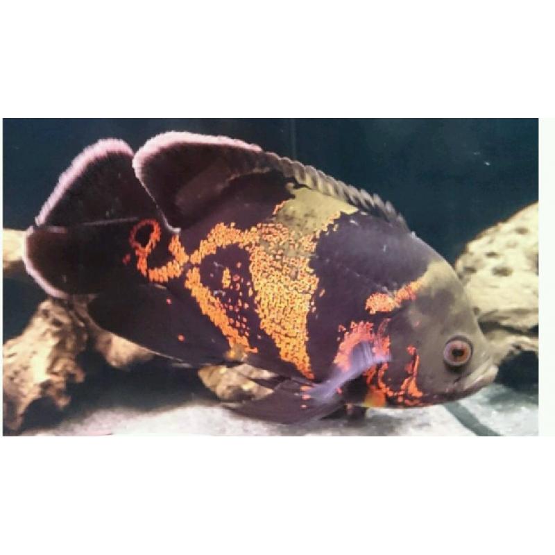 Oscar Cichlids