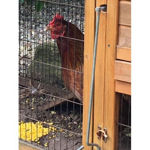 Hen