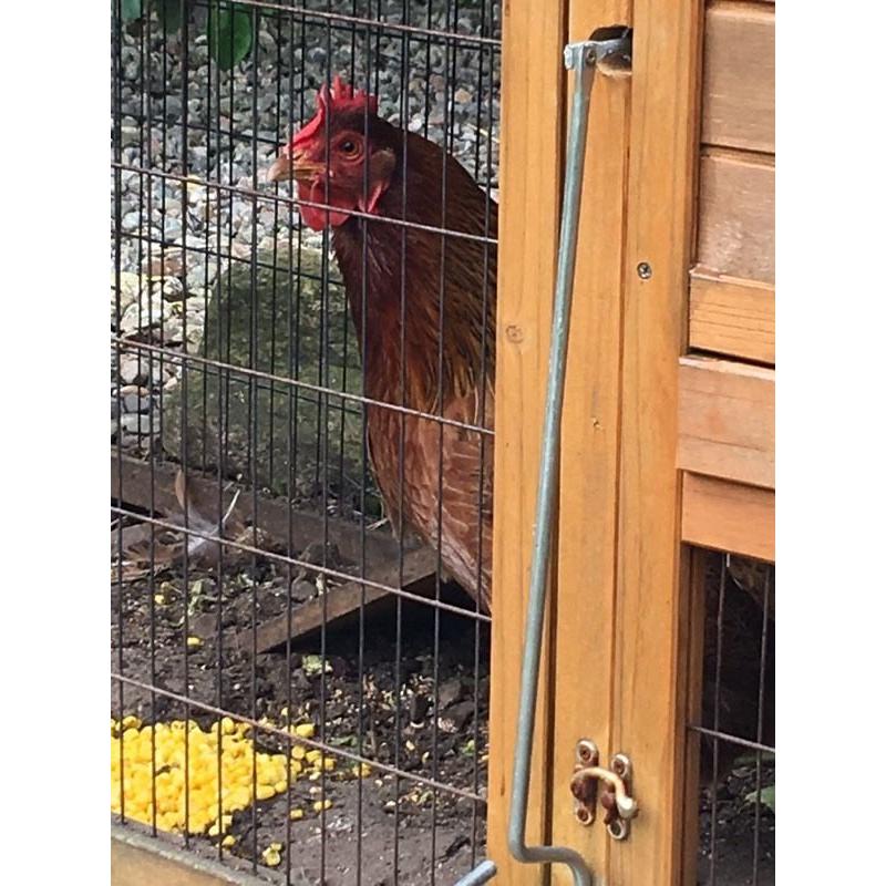 Hen