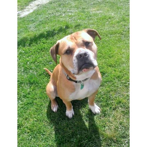 Male boxer cross staffie.
