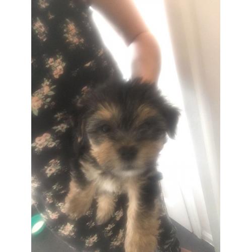 Yorkshire terrier puppies