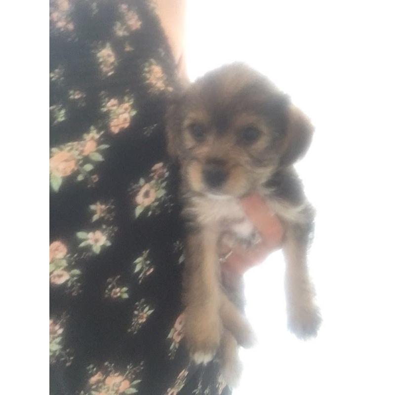 Yorkshire terrier puppies