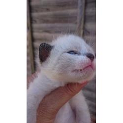 Kittens for sale