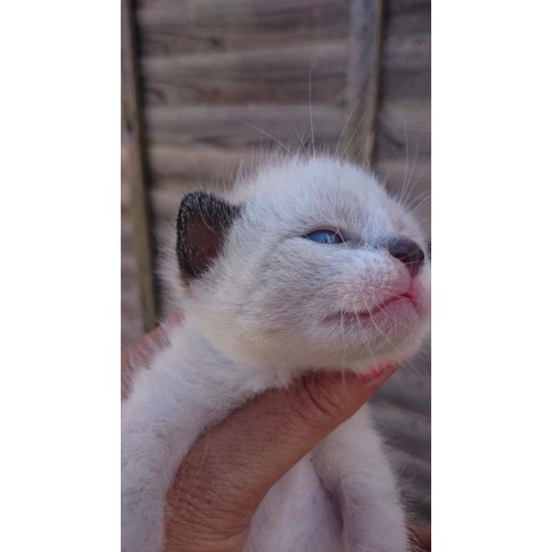 Kittens for sale
