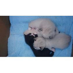 Kittens for sale