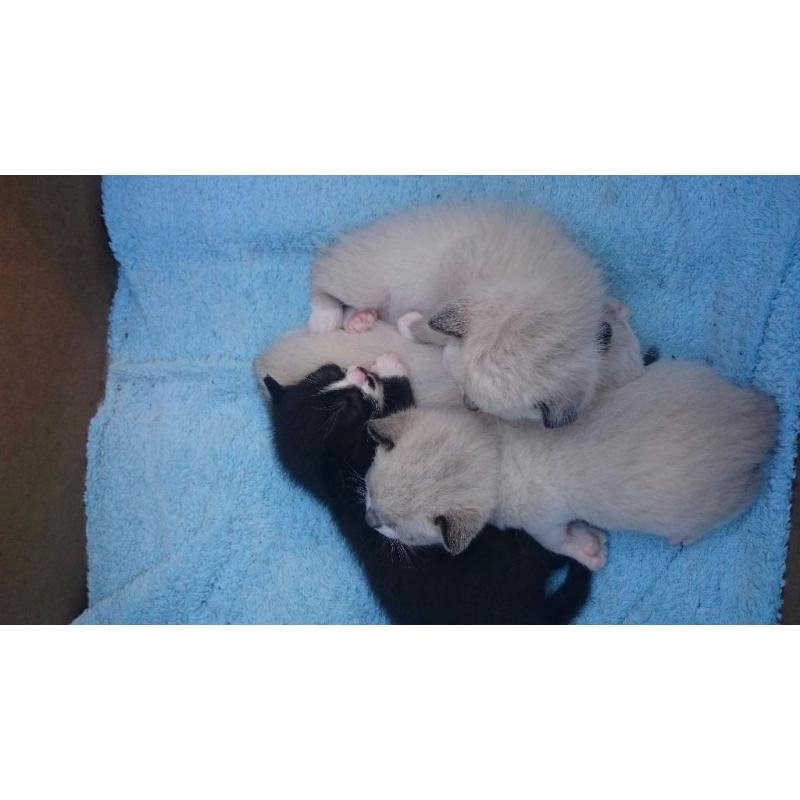 Kittens for sale