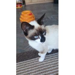 Kittens for sale