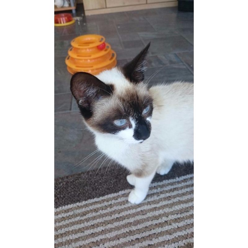 Kittens for sale