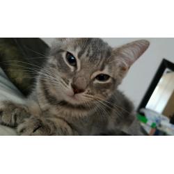 Cute light grey and white kitten