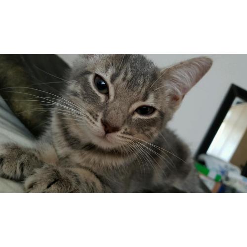 Cute light grey and white kitten