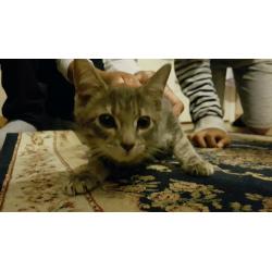 Cute light grey and white kitten