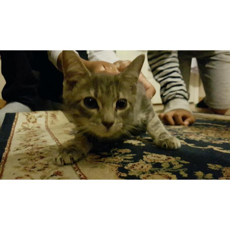 Cute light grey and white kitten