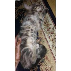 Cute light grey and white kitten