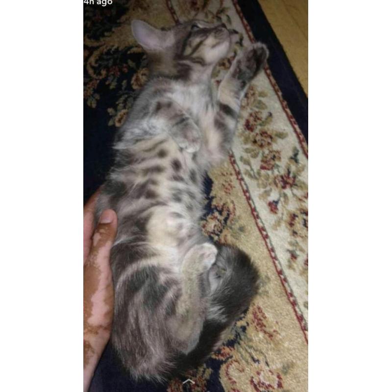 Cute light grey and white kitten