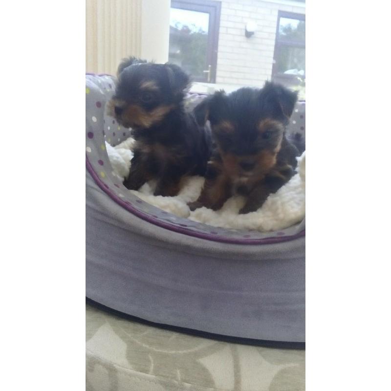 Yorkshire Terrier Puppies
