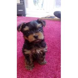 Yorkshire Terrier Puppies