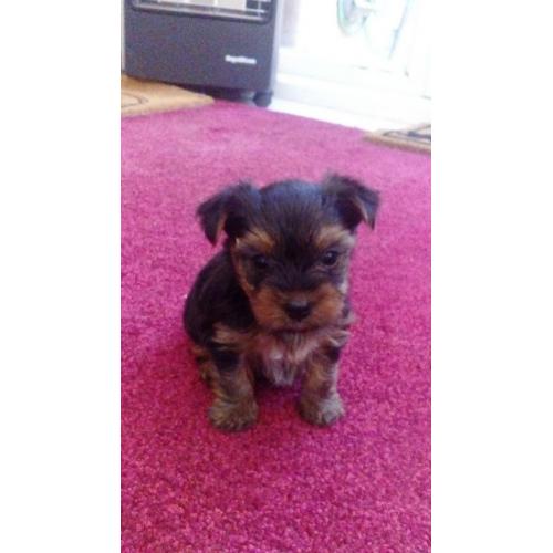 Yorkshire Terrier Puppies
