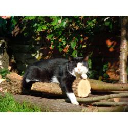 Barney Boy is missing!