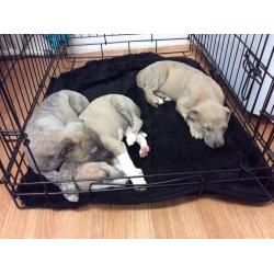 Whippet Puppies For Sale