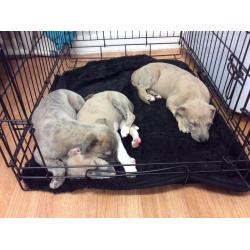 Whippet Puppies For Sale
